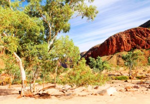 Ghost Gum in the Gorge